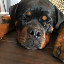 Rottweiler Puppies from Bronx Von Bridges Rottweilers