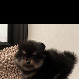Pomeranian Puppies from Highlander Pomeranians