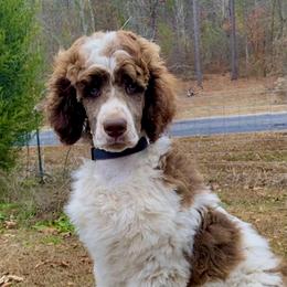 Maggie Full AKC - Parti female Poodle puppy in Alpine, Alabama from Alpine Acres Poodles