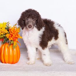 Calvin - Parti male Poodle puppy in Meadowbrook, California from Standard Poodle Pups