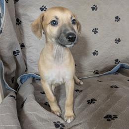 Ranchero - Red male Whippet puppy in Sweet Home, Oregon from Imperialis Kennels