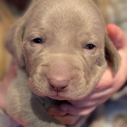 Biff - Silver gray male Weimaraner puppy in Evart, Michigan from Drehbar Weimaraners