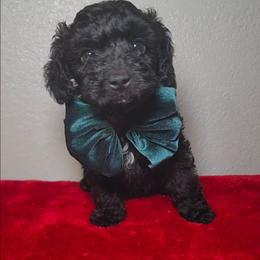 HARPER - Black male Maltipoo puppy in Palmdale, California from J Designer Puppies