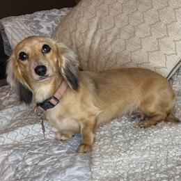 Sprinkles - Dachshund