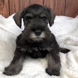 Dorothy - Salt and pepper female Miniature Schnauzer puppy in Coarsegold, California from Halo Schnauzer