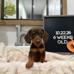 Mocha - Chocolate and tan female Dachshund puppy in Goodyear, Arizona from AZ Low Life Doxies
