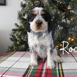 Rocky - Black white and tan male English Springer Spaniel puppy in Barnstead, New Hampshire from C & S Farms