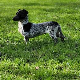 Dotty - Dachshund