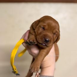 Yellow - Yellow female Labrador Retriever puppy in Gillete, Wyoming from Red Prairie Retrievers