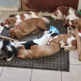 Cavalier King Charles Spaniel Puppies from Muddy Paws Cavaliers