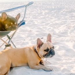 French Bulldogs from Griffin French Bulldogs