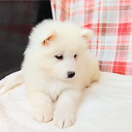 Vixen - White female Samoyed puppy in Durant, Oklahoma from OrangeLine Samoyeds