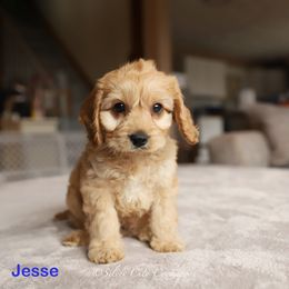 Jesse - Cream male Cockapoo puppy in Canastota, New York from Silver City Cockapoos