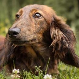 Rosemary - Dachshund