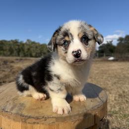 Everest (Financing Available) - Blue merle and white male American Corgi puppy in Inverness, Florida from Canaan Farm Corgis