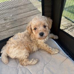 Cash - Apricot male Poodle puppy in Birmingham, Alabama from Stormborn