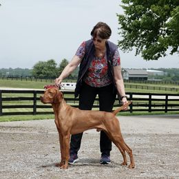 Vizsla All Grown Up from Paradox