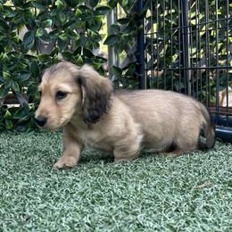 Queen Camilla - Cream female Dachshund puppy in Splendora, Texas from Ram’s Kennels