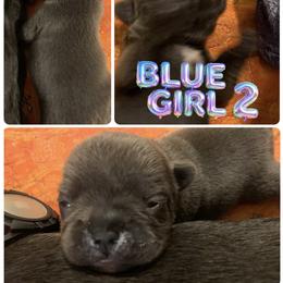 French Bulldog Puppies from Frenchie Puppies in Abbeville