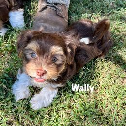 Wally - Chocolate male Havanese puppy in Mustang, Oklahoma from Rose Hill Havanese