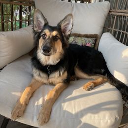 German Shepherd and White Shepherd Puppies from Scenic Creek German Shepherds