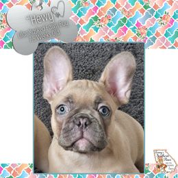 Hewy - Fawn male French Bulldog puppy in Elberton, Georgia from Ioney's Southern Paws Shelties, Frenchies, and Yorkies