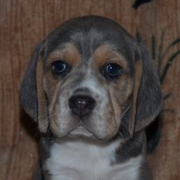 Champion Dad Marie - Blue tan and white female Beagle puppy in Spring Creek, Nevada from Badland Kennel