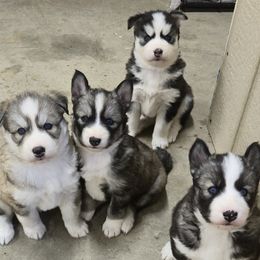 Siberian Husky puppies from Black Diamond Siberian Huskies