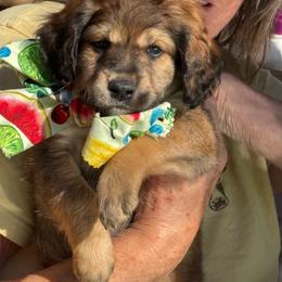 Boy 4 - Phantom male Goldendoodle puppy in Gig Harbor, Washington from Sandy’s Goldendoodles