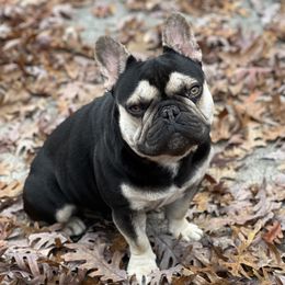 Maverick - French Bulldog