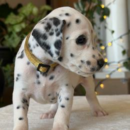 Female 5 - White and liver brown female Dalmatian puppy in Lake Mathews, California from Bully Market
