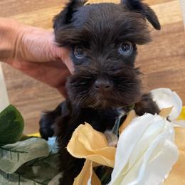 Liver - Liver female Miniature Schnauzer puppy in Malvern, Arkansas from Deep South Miniature Schnauzers