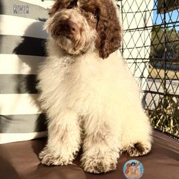 River - Parti male Double Doodle puppy in Southwest Ranches, Florida from Dandy Doodle Ranch