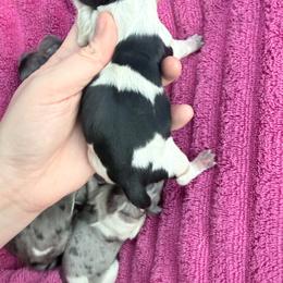G black and tan piebald - Piebald female Dachshund puppy in Umatilla County, Oregon from Divine Dogs