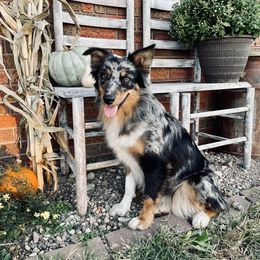 Mattie - Australian Shepherd