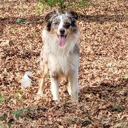 Basilor - Australian Shepherd