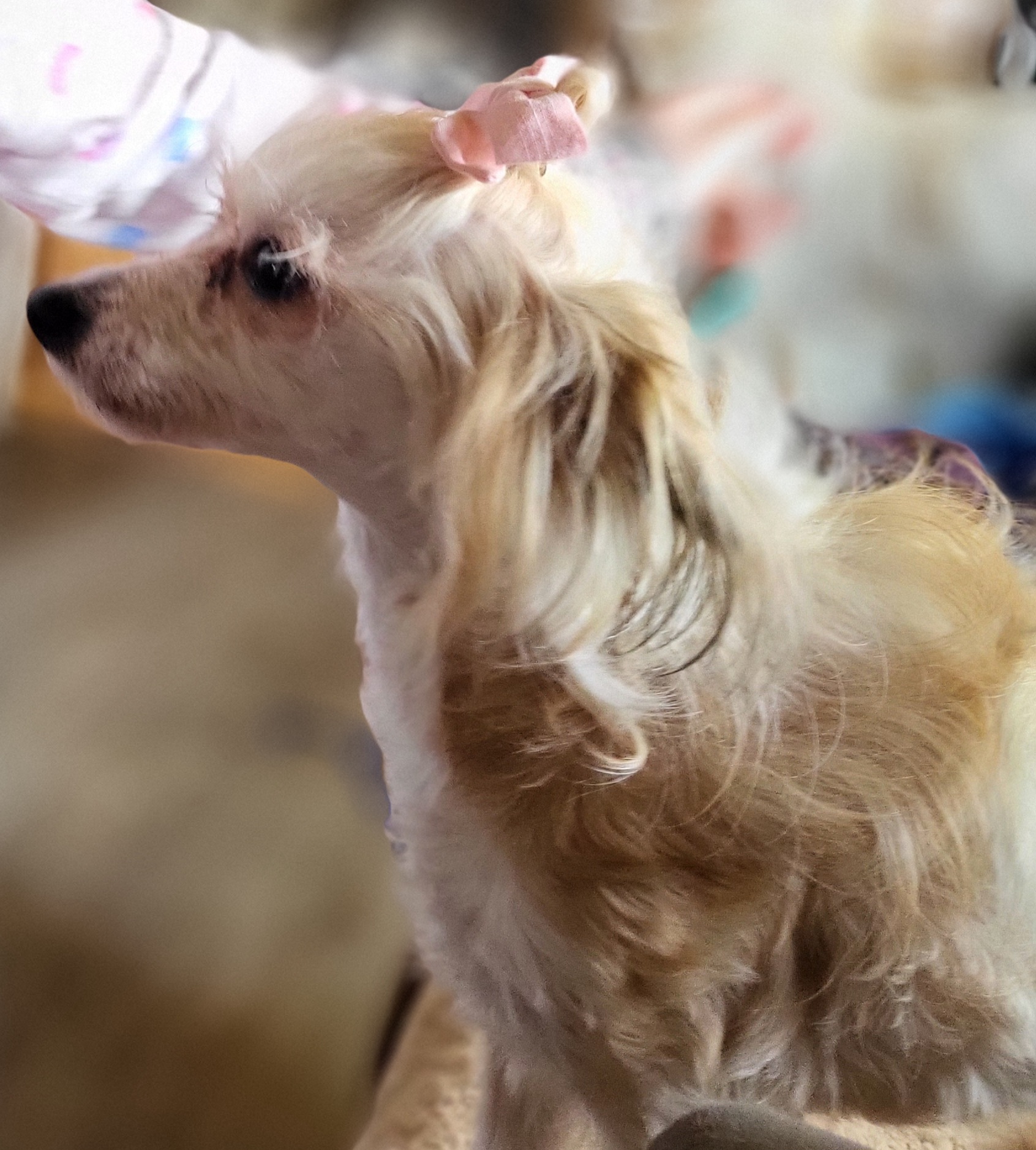 Chinese Cresteds and Shih Tzus from Wuppie Tree House