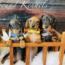 Dachshunds and Poodles from Southbound Kennel