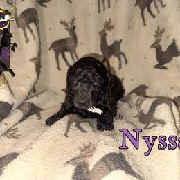 Nyssa - Black female Poodle puppy in Winston Salem, North Carolina from Bewitching Kennels