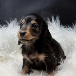 Lana-FULL EUROPEAN - Black and tan female Dachshund puppy in Town Creek, Alabama from Davinesse Miniature Dachshunds