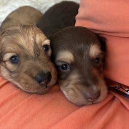 Cocoa - Dapple male Dachshund puppy in Newbern, Tennessee from Barkside Dachshunds 🐾
