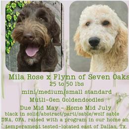 TBD - Black male Goldendoodle puppy in Scurry, Texas from 07 Seven Oaks Goldens and Doodles