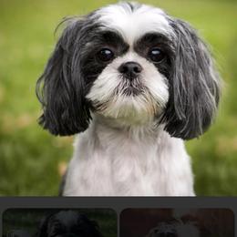 Goose - Black and white male Shih Tzu puppy in Delta, Colorado from Wachowicz Shihtzu