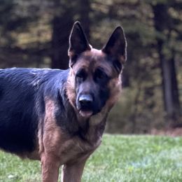 Ada - German Shepherd
