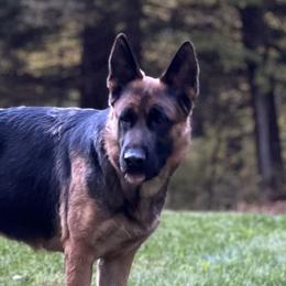 Ada - German Shepherd