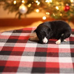 Girl 1 - Black and white female Border Collie puppy in Cadiz, Ohio from Graham Livestock