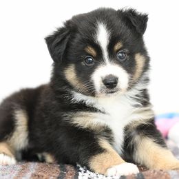 Loki - Black tri male Toy Australian Shepherd puppy in Ellsinore, Missouri from Shebang Aussies