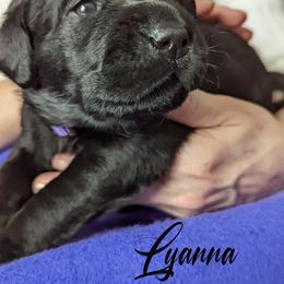 Labrador Retriever Puppies from Dorothy's Labrador Retrievers
