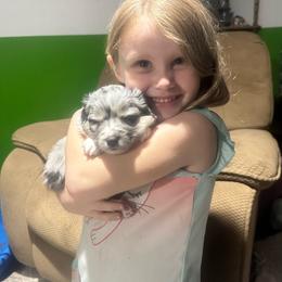 Rainbow - Blue merle female Miniature Australian Shepherd puppy in Interlachen, Florida from Lucky Bones Miniature Australian Shepherds