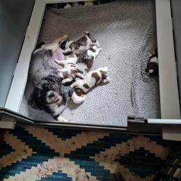 Puppy 7 - Brindle and white male Shih Tzu puppy in Bethlehem, Pennsylvania from Cinnamon's Shih Tzus